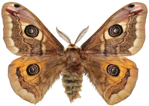 Set emperor moth - 🦋,