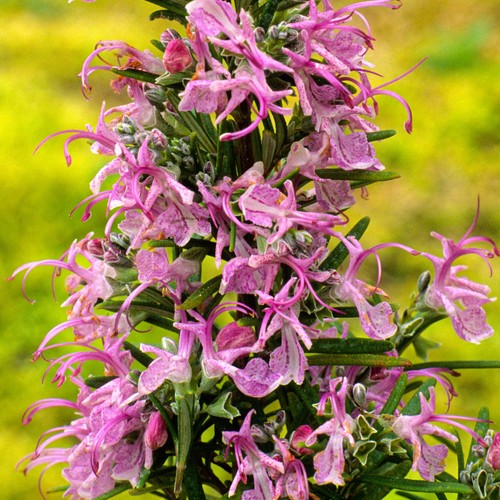 Rosmarinus roseus rosemary - rosmarinus,