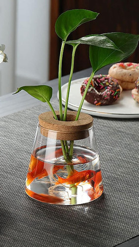 Glass vase hydroponic plants - vase,
