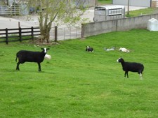 Photo 6x4 Zwartbles sheep