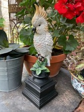 Parakeet - Decorative