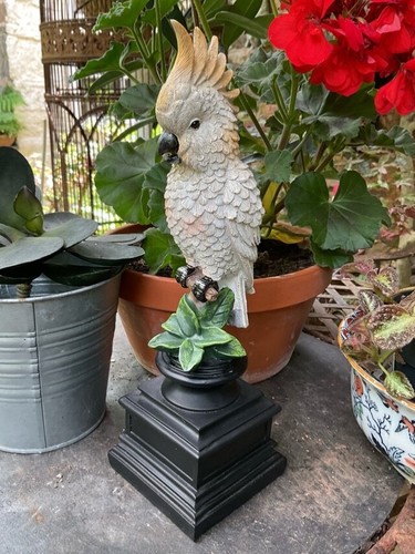 Parakeet decorative - -,