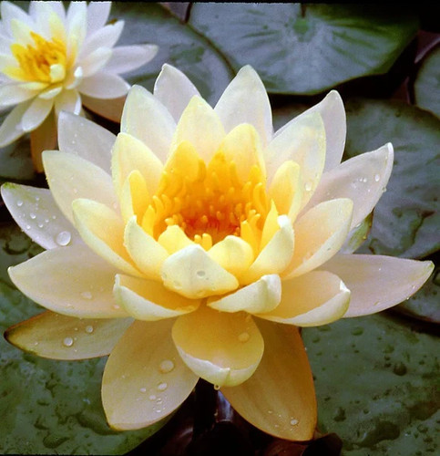 Bareroot pond plants - bareroot,