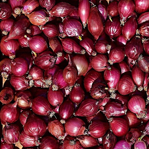 Red onion sets winter - red,