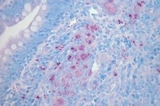 Microscope slide stains x - slide, stains: