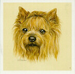 Yorkie yorkshire terrier - yorkshire,