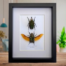 Framed african fruit beetle