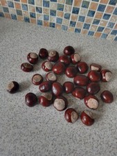 30 X Conkers Horse Chestnut Spider Repellent. Available Now 2025
