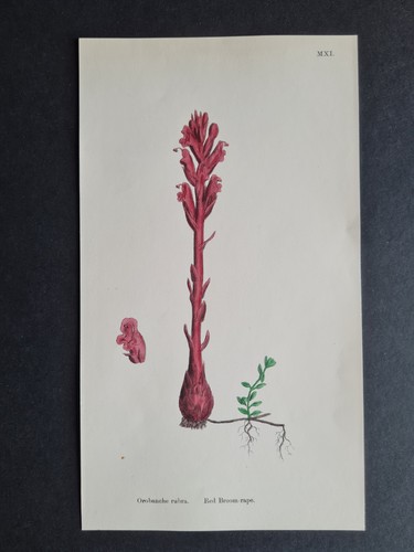 Antique 1873 print english - antique,