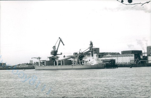 Greek anemone 1995 - greek, mv
