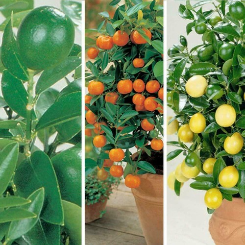 Citrus tree plant - citrus,