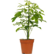 Schefflera Nora - Dwarf