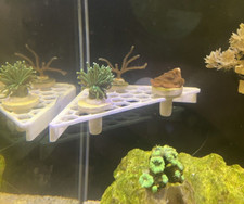 Slim Honeycomb Reef Aquarium