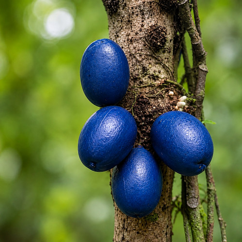 Pseudobotrys cauliflora seeds - pseudobotrys,