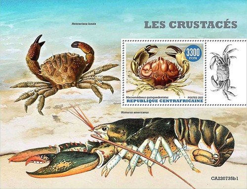 Crabs crustaceans sea - &, marine