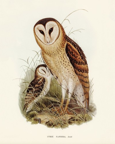 Vintage grass owl naturalist - owl,