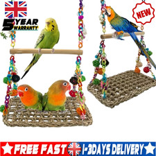 Parrot,Swing-African Grey