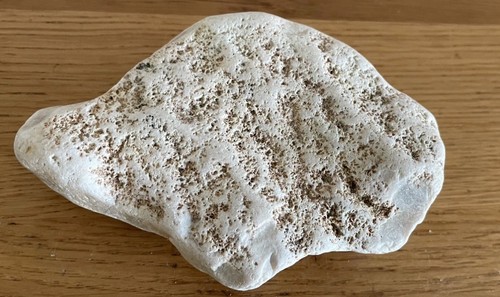 Piece fossilised coral from - of,