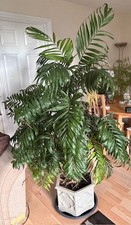 Parlor Palm Chamaedorea