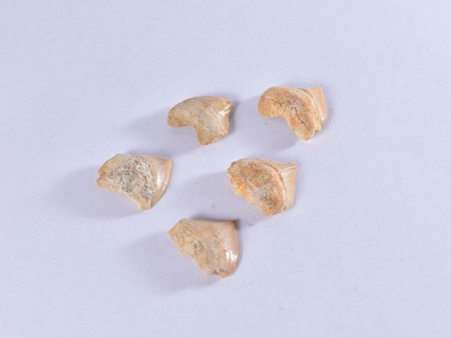 Fossil corax shark tooth - fossil,