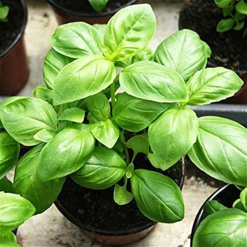 Basil herb italian - basil,