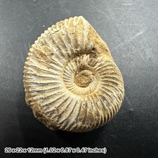 Perisphinctes ammonite fossil