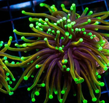 Dragon Soul Torch LPS Coral