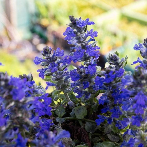 Ajuga princess elsa - 4x, 'princess