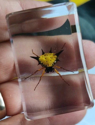 Real spider spiney bug insect - real,