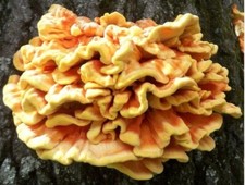 MUSHROOM DOWELS / PLUGS - Chicken of the Woods Mushrooms for DIY logs