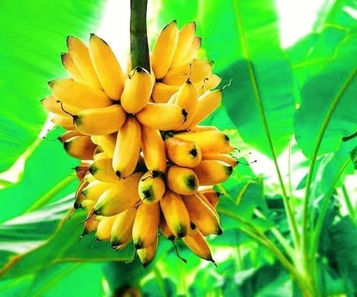 Banana tree musa - -, grand