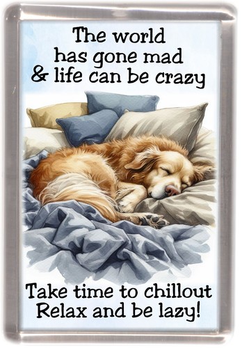 Golden retriever dog - retriever, fridge