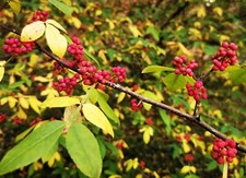 ZANTHOXYLUM ARMATUM, Sichuan Pepper, herb, hardy, 10-15cm tall plant