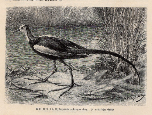 Water pheasant long tailed - water,