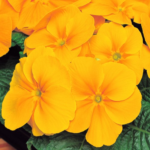 Polyanthus orange colourful - |,