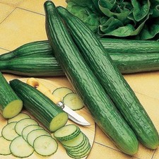 Cucumber Early Spring Burpless