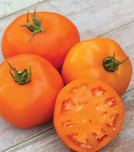 Tomato orange wellington - tomato, 1