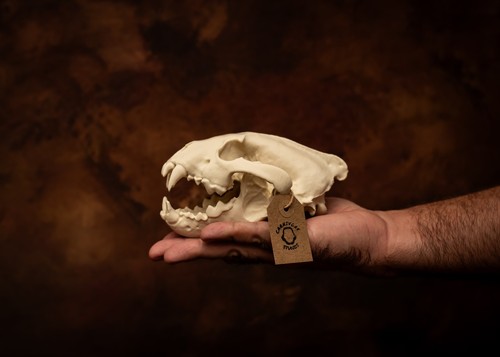 Wolverine skull replica - wolverine, life