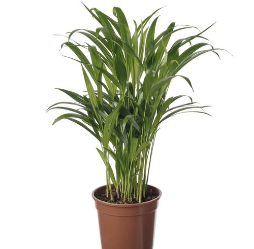 Dypsis lutescens areca palm - areca,
