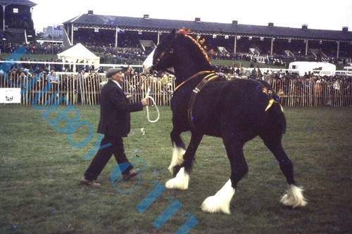 Brewery dray horse display - ,