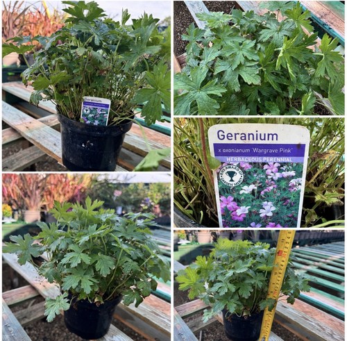 Geranium oxonianum - ×,