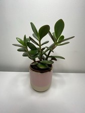 Crassula ovata Money Plant