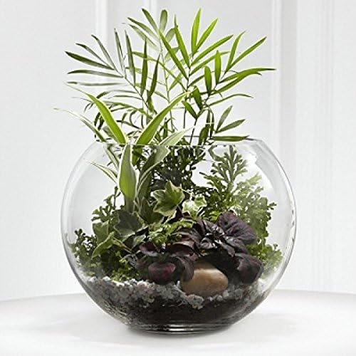 Clear transparent fish - , bowl