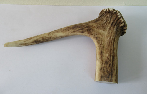 Red deer stag antler coronet - stag,