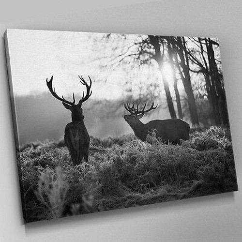 A551 black white - black,