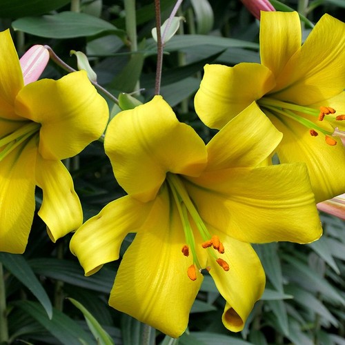 Lilium golden splendor yellow - lilium,