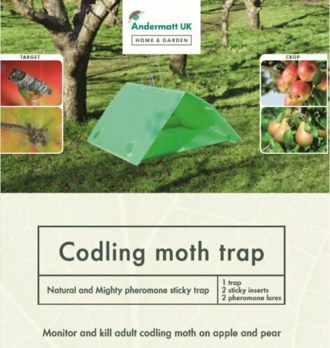 Codling moth trap - moth, and