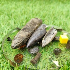 Belemnite fossil bundle of UK fossils