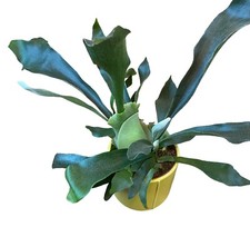 Platycerium Bifurcatum Stag horn Fern Plant | 12cm Pot - 30-35cm Tall