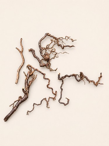 Twisted hazel branches 5 - twisted,
